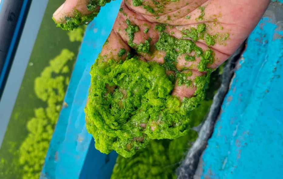 CARBON CAPTURE & UTILIZATION